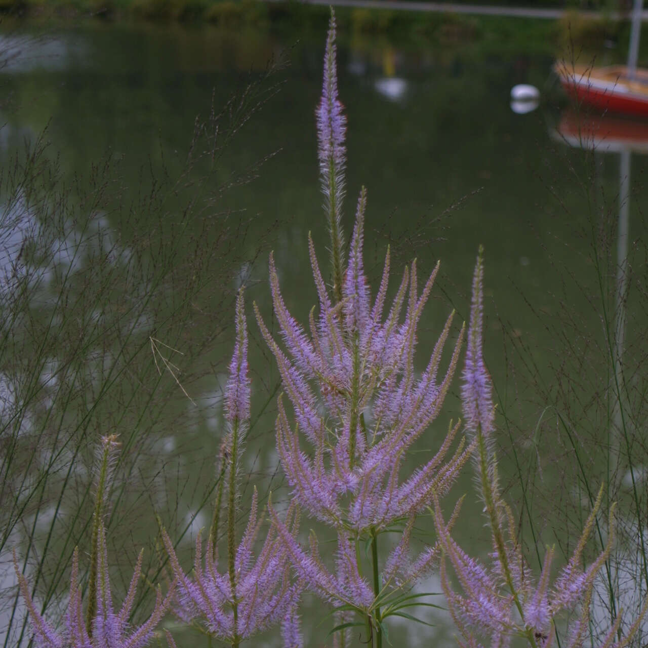 Virginischer Ehrenpreis Veronicastrum virginicum 'Adoration' blau