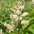 Persicaria polymorpha: Bild 3/11