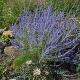 Perovskia atriplicifolia 'Little Spire' - Blauraute