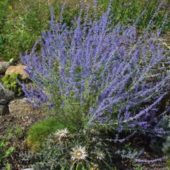 Perovskia atriplic. 'Little Spire'