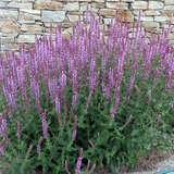 Salvia nemorosa 'Amethyst' - Ziersalbei