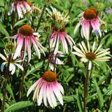 Echinacea purpuera 'Pretty Parasols' (Synonym 'Engeltje') - Sonnenhut