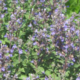 Nepeta faassenii 'Purrsian Blue' - Katzenminze