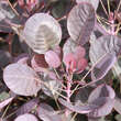 Cotinus coggygria 'Lilla': Bild 1/2