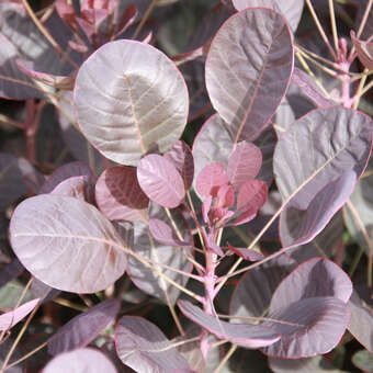 Cotinus coggygria 'Lilla'