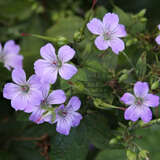 Geranium nodosum - Berg-Storchschnabel