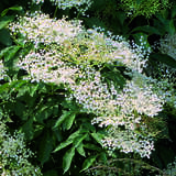 Sambucus nigra - Schwarzer Holunder