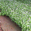 Galium odoratum: Bild 6/8