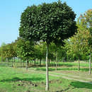 Fraxinus ornus 'Meczek' - Kugel-Blumenesche