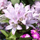 Campanula glomerata 'Caroline' - Knäuel-Glockenblume