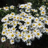 Leucanthemum maximum 'Madonna' - Sommermargerite