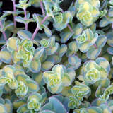 Sedum sieboldii 'Mediovariegatum' - Amur-Fetthenne