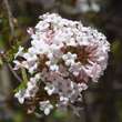 Viburnum farreri: Bild 1/10