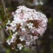 Viburnum farreri: Bild 1/9