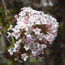 Viburnum farreri - Winter-Duftschneeball