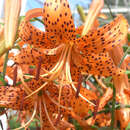 Lilium tigrinum (lancifolium splendens) - Tigerlilie