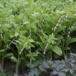 Polygonatum falcatum 'Variegatum': Bild 6/9