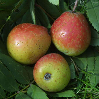 Sorbus domestica