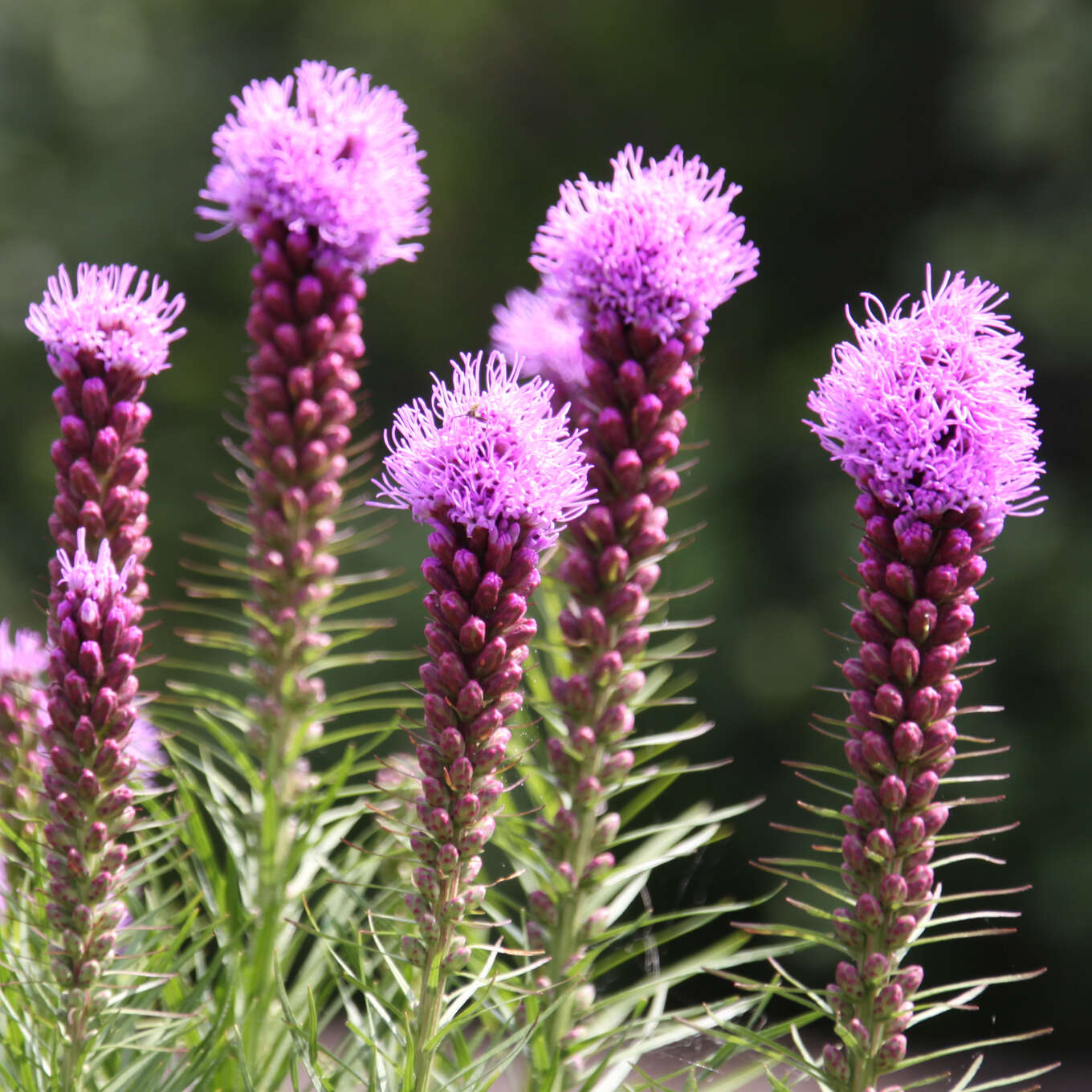 Ährige Prachtscharte Samen (Liatris Spicata) – Ca. 100 Samen, Mehrjährige Staude Für Garten & Schnittblumen