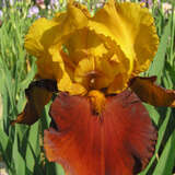 Iris germanica 'Peking Summer' - Hohe Schwertlilie, Iris