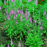 Veronica spicata 'Rotfuchs' - Ehrenpreis