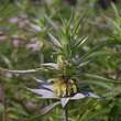 Monarda punctata: Bild 1/3