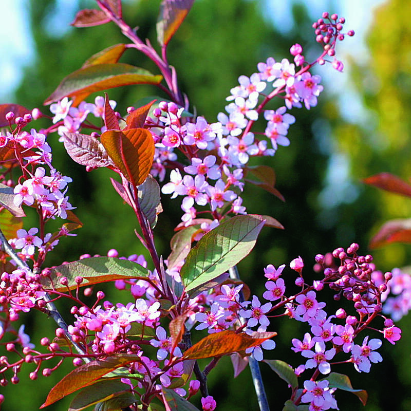 Roteblttrige Traubenkirsche - Prunus padus 'Colorata' - rosa