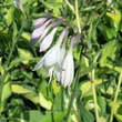 Hosta 'Paul's Glory': Bild 1/1