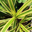 Carex 'Vanilla Ice': Bild 2/3