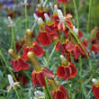Ratibida columnifera pulcherrima: Bild 1/2