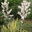 Yucca flaccida 'Golden Sword': Bild 1/8