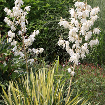 Yucca flaccida 'Golden Sword'