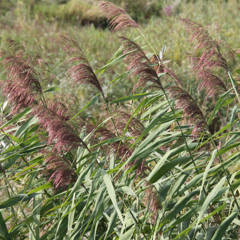 alocasia silver dragon albo variegata Alocasia baginda "Silver Dragon" "Aurea" TC Plantlet Grower's Choice *