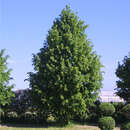 Tilia cordata 'Greenspire' - Winterlinde