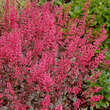 Heuchera 'Rave On': Bild 1/5