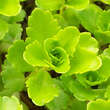 Sedum selskianum: Bild 9/9