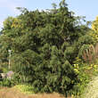 Taxus baccata 'Dovastoniana': Bild 1/4