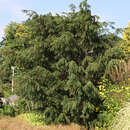 Taxus baccata 'Dovastoniana' - Tanneneibe