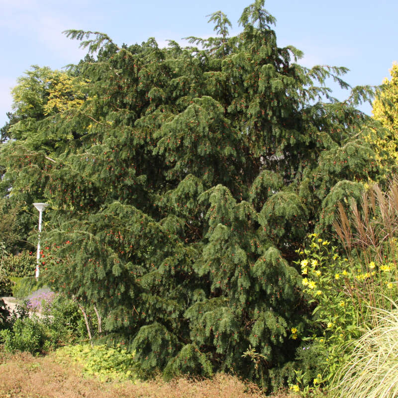 Tanneneibe - Taxus baccata 'Dovastoniana' - grn