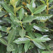 Prunus laurocerasus 'Reynvaanii': Bild 2/2