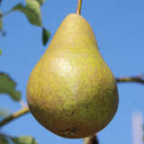 Pyrus communis 'Bosc's Flaschenbirne' - Pyrus communis 'Bosc's Flaschenbirne'