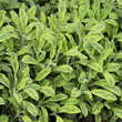 Salvia officinalis 'Aurea': Bild 4/5