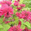 Monarda 'Rubyglow': Bild 1/1