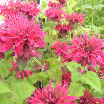 Monarda 'Rubyglow'