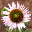 Echinacea purpurea 'Hope': Bild 1/4