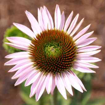 Echinacea purpurea 'Hope'