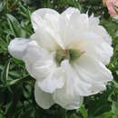 Paeonia officinalis 'Alba Plena' - Bauernpfingstrose