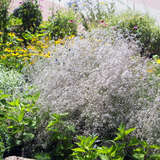 Gypsophila paniculata - Schleierkraut, Gipskraut