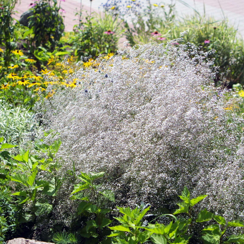 Schleierkraut, Gipskraut - Gypsophila paniculata - wei