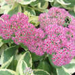 Sedum spectabile 'Elsie's Gold': Bild 1/8